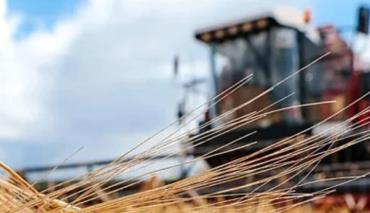 С учетом рапса в Беларуси собрали более 6,9 млн тонн зерна 